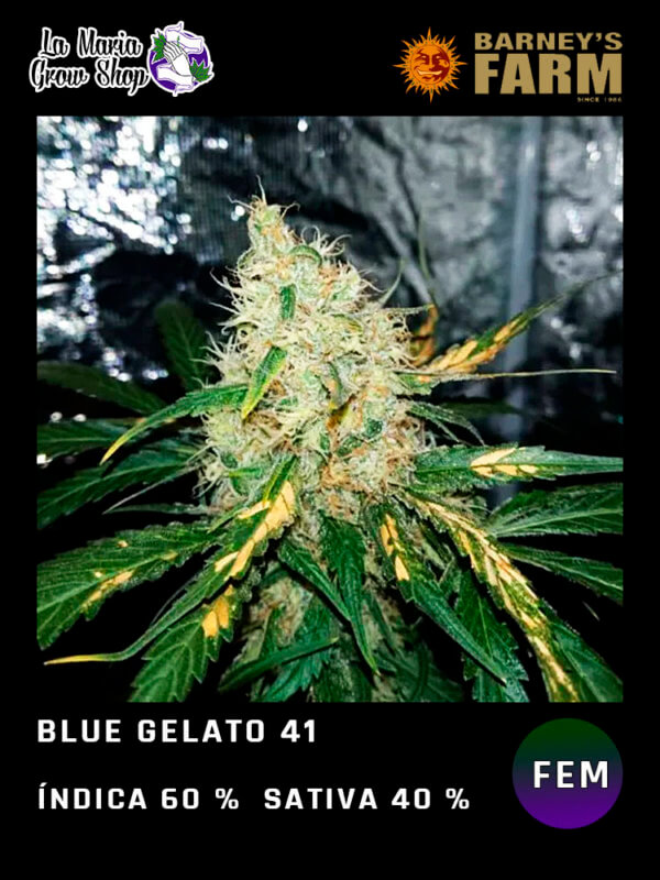 Blue Gelato 41 Barney S Farm Feminizada La Maria Smoke Grow