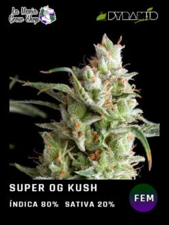 super og kush floreciendo