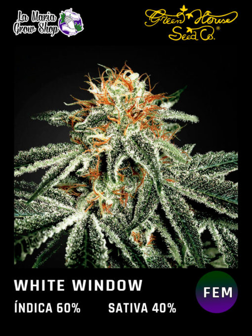 white widow floreciendo