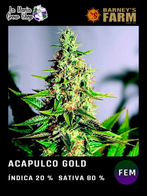 acapulco gold