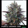 purple orange cbd floreciendo