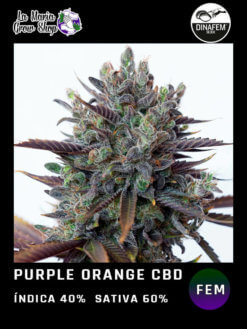 purple orange cbd floreciendo
