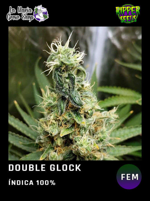 Double glock floreciendo