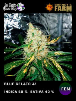 blue gelato 41 floracion