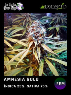 amnesia gold en floracion