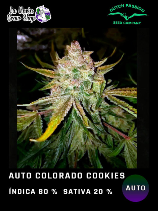 colorado cookies auto en floracion