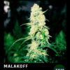 Malakoff en floracion