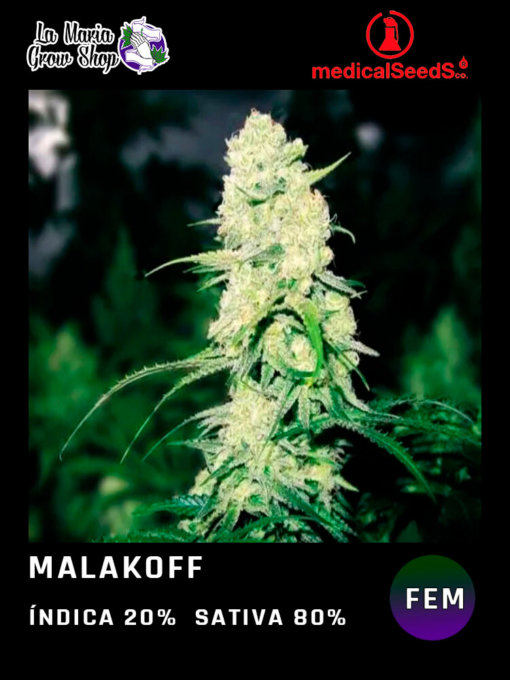Malakoff en floracion