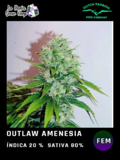 outlaw amnesia en floracion