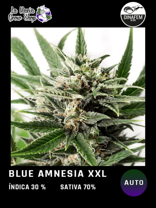 blue amnesia xxl floreciendo