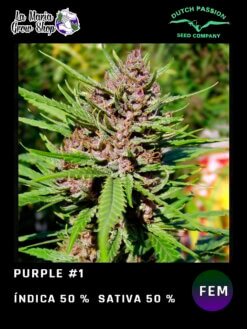 Purple #1 de Dutch Passion