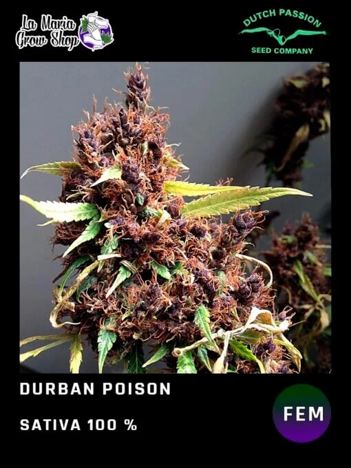Durban Poison de Dutch Passion