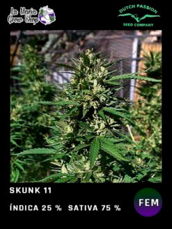 Skunk #11 de Dutch Passion
